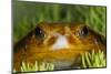 Tomato Frog, Madagascar tomato frog, crapaud rouge de Madagascar-Maresa Pryor-Mounted Photographic Print