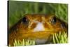 Tomato Frog, Madagascar tomato frog, crapaud rouge de Madagascar-Maresa Pryor-Stretched Canvas