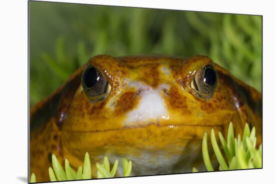 Tomato Frog, Madagascar tomato frog, crapaud rouge de Madagascar-Maresa Pryor-Mounted Premium Photographic Print