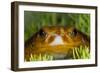 Tomato Frog, Madagascar tomato frog, crapaud rouge de Madagascar-Maresa Pryor-Framed Photographic Print