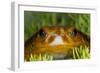 Tomato Frog, Madagascar tomato frog, crapaud rouge de Madagascar-Maresa Pryor-Framed Photographic Print