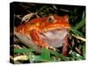 Tomato Frog, Madagascar-Pete Oxford-Stretched Canvas