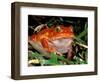 Tomato Frog, Madagascar-Pete Oxford-Framed Photographic Print