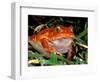 Tomato Frog, Madagascar-Pete Oxford-Framed Photographic Print