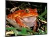 Tomato Frog, Madagascar-Pete Oxford-Mounted Photographic Print