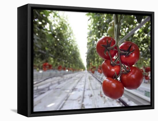 Tomato Greenhouse, Madison, Maine-Robert F. Bukaty-Framed Stretched Canvas