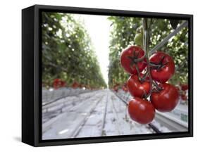 Tomato Greenhouse, Madison, Maine-Robert F. Bukaty-Framed Stretched Canvas