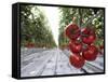 Tomato Greenhouse, Madison, Maine-Robert F. Bukaty-Framed Stretched Canvas