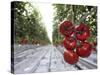 Tomato Greenhouse, Madison, Maine-Robert F. Bukaty-Stretched Canvas