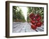 Tomato Greenhouse, Madison, Maine-Robert F. Bukaty-Framed Photographic Print