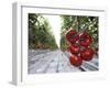 Tomato Greenhouse, Madison, Maine-Robert F. Bukaty-Framed Photographic Print