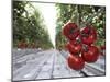 Tomato Greenhouse, Madison, Maine-Robert F. Bukaty-Mounted Photographic Print