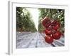 Tomato Greenhouse, Madison, Maine-Robert F. Bukaty-Framed Photographic Print