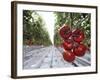 Tomato Greenhouse, Madison, Maine-Robert F. Bukaty-Framed Photographic Print