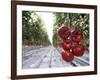 Tomato Greenhouse, Madison, Maine-Robert F. Bukaty-Framed Photographic Print