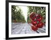 Tomato Greenhouse, Madison, Maine-Robert F. Bukaty-Framed Photographic Print