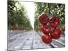 Tomato Greenhouse, Madison, Maine-Robert F. Bukaty-Mounted Photographic Print