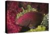 Tomato Grouper Close-Up-Hal Beral-Stretched Canvas