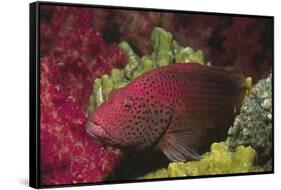 Tomato Grouper Close-Up-Hal Beral-Framed Stretched Canvas