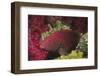 Tomato Grouper Close-Up-Hal Beral-Framed Premium Photographic Print