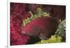 Tomato Grouper Close-Up-Hal Beral-Framed Photographic Print