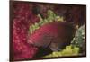 Tomato Grouper Close-Up-Hal Beral-Framed Photographic Print