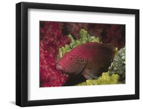 Tomato Grouper Close-Up-Hal Beral-Framed Photographic Print