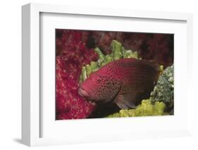 Tomato Grouper Close-Up-Hal Beral-Framed Photographic Print