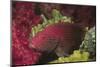 Tomato Grouper Close-Up-Hal Beral-Mounted Photographic Print