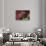 Tomato Grouper Close-Up-Hal Beral-Stretched Canvas displayed on a wall