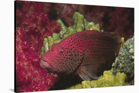 Tomato Grouper Close-Up-Hal Beral-Stretched Canvas