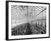 Tomato Hothouse-null-Framed Photographic Print