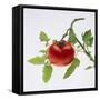 Tomato on the Vine-DLILLC-Framed Stretched Canvas