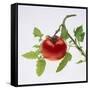 Tomato on the Vine-DLILLC-Framed Stretched Canvas