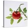 Tomato on the Vine-DLILLC-Stretched Canvas