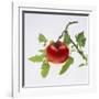 Tomato on the Vine-DLILLC-Framed Photographic Print