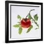 Tomato on the Vine-DLILLC-Framed Photographic Print