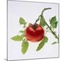 Tomato on the Vine-DLILLC-Mounted Photographic Print