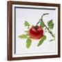 Tomato on the Vine-DLILLC-Framed Photographic Print