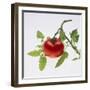 Tomato on the Vine-DLILLC-Framed Photographic Print