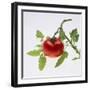 Tomato on the Vine-DLILLC-Framed Photographic Print
