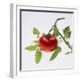 Tomato on the Vine-DLILLC-Framed Photographic Print