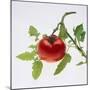 Tomato on the Vine-DLILLC-Mounted Photographic Print