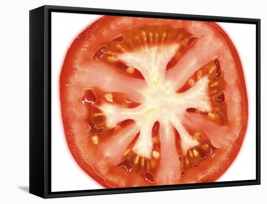 Tomato Slice-Steven Morris-Framed Stretched Canvas