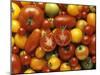 Tomato Still Life-null-Mounted Photographic Print