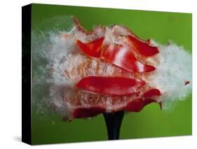 Tomato Surprise-Alan Sailer-Stretched Canvas