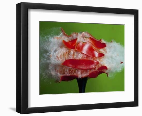 Tomato Surprise-Alan Sailer-Framed Photographic Print