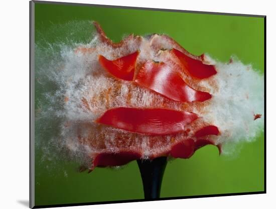 Tomato Surprise-Alan Sailer-Mounted Photographic Print