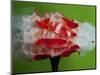 Tomato Surprise-Alan Sailer-Mounted Photographic Print