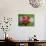 Tomato Surprise-Alan Sailer-Photographic Print displayed on a wall